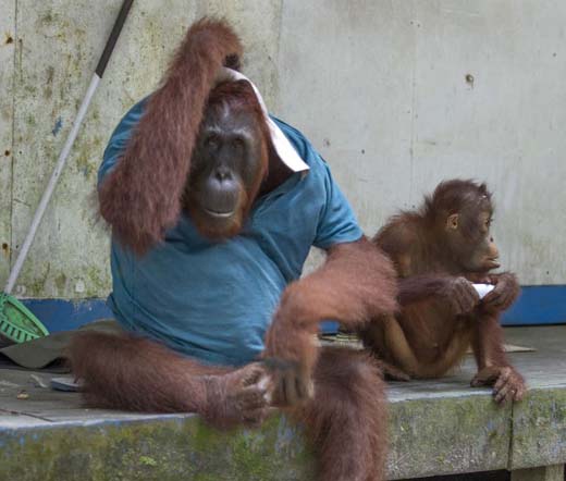 monkey 9